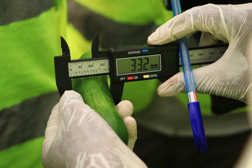 Researcher measuring a plant leaf with digital calipers
