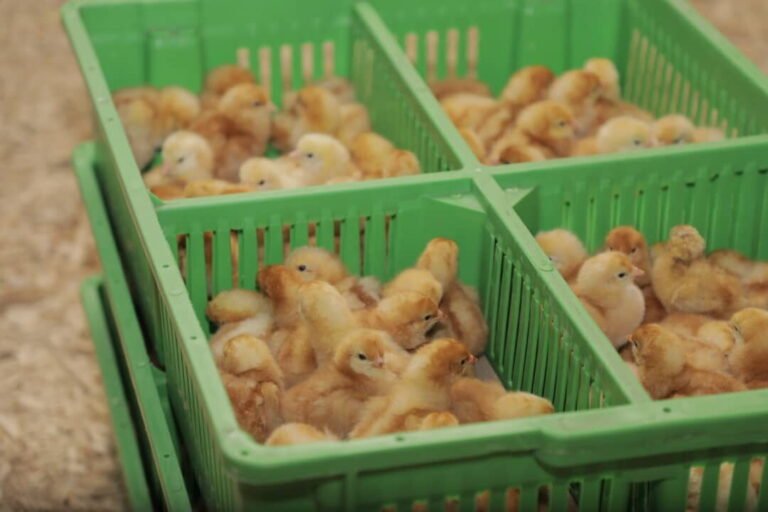 Day-old chicks in a crate at a poultry enterprise